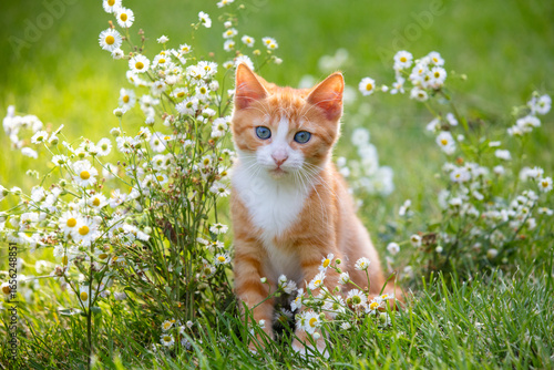 Fototapeta Naklejka Na Ścianę i Meble -  A cute little ginger and white kitten walks through a flower meadow in summer