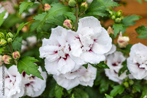 White and purple flowers of Hibiscus syriacus Speciosus - Double Ice Cream Rose of Sharon close-up in a garden.