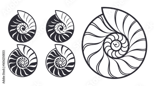 Collection of stylized nautilus shell cross sections in dark gray and white outline