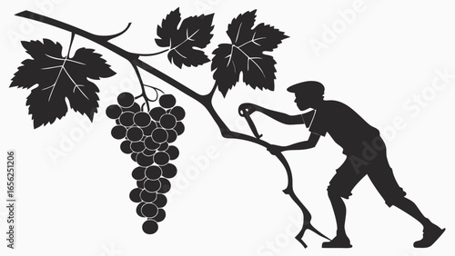 Silhouette of a farmer tending to a ripe bunch of grapes on a vine