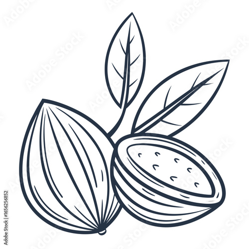 Cocoa bean with leaves, a source of chocolate, , hand drawn vector illustration in sketch style
