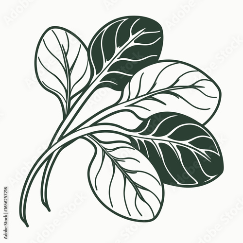 Illustration of fresh spinach leaves, a healthy and organic vegetable for a balanced diet