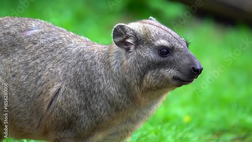 Rock Hyrax Profile Portrait in Green Natural Habitat