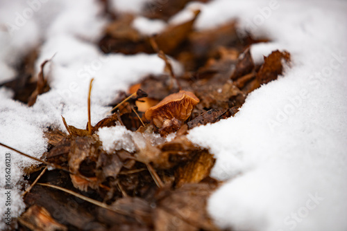 Mushrooms and snow spring weather