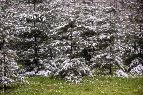 spring in the mountains