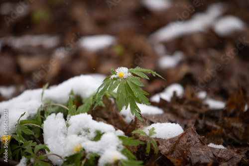 snow on a white background