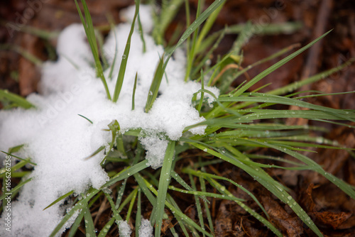 snow on the ground