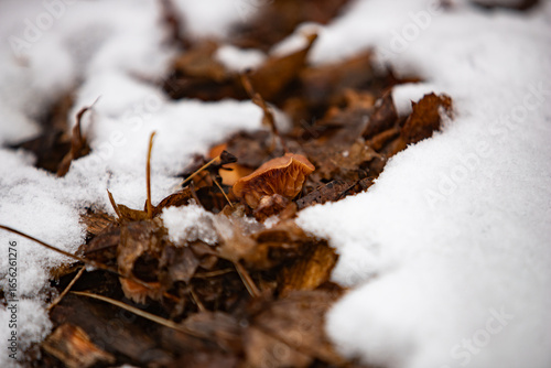 snow on the ground