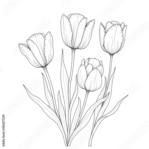 A tulips illustration vector style coloring page 