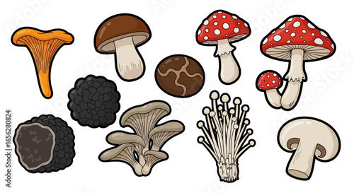 Diverse Mushroom Collection Illustration for Culinary Education, Mycological Studies, and Gourmet Recipe Design in Food and Science Projects