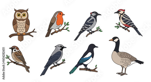 Diverse Bird Species Illustration Set for Educational Resources, Wildlife Guides, and Nature-Themed Designs Aimed at Promoting Avian Awareness and Conservation