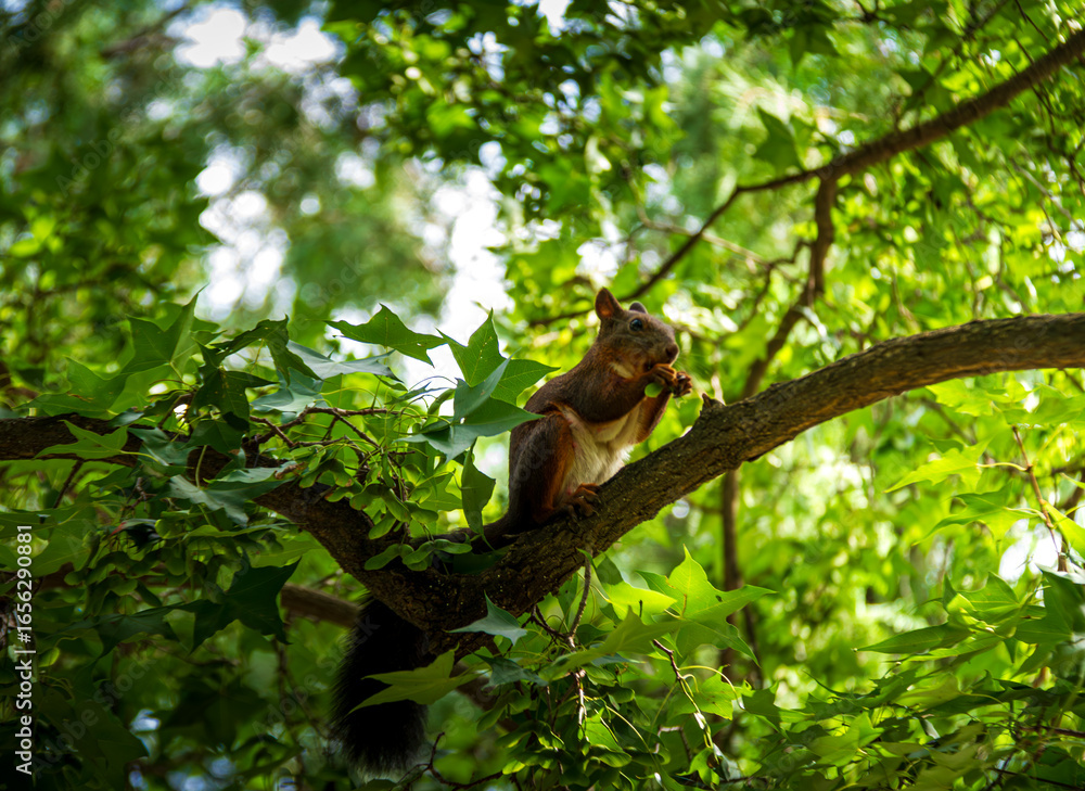 Fototapeta premium squirrel on a tree