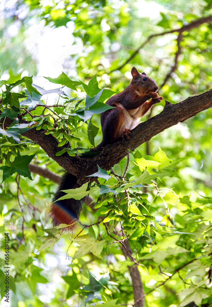Fototapeta premium squirrel on tree