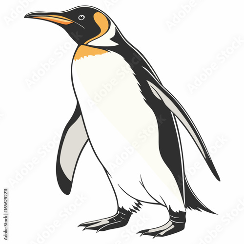 A realistic illustration of a penguin with a black head, orange facial patch, orange-and-black beak, white body, black wings and back, and black feet tipped with white claws.