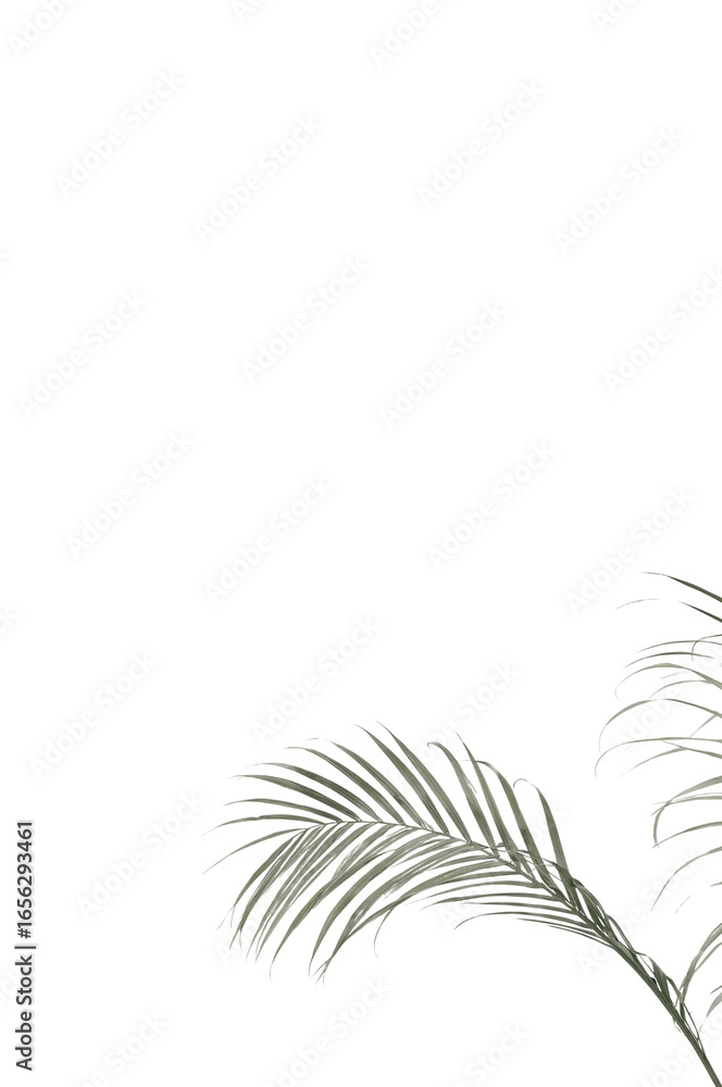 Obraz premium Elegance unveiled silvered palm fronds against a sleek and modern isolated presentation