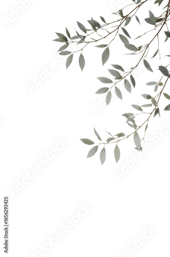 Wallpaper Mural Botanical serenity silvery foliage branches elegant minimalism artistic isolated backdrop Torontodigital.ca