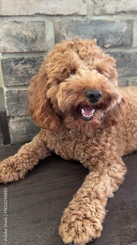 Toy poodle dog with curly fur enjoying a sunny moment on wooden floor with textured backdrop