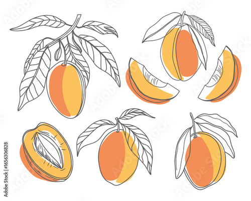 Set of hand drawn mango fruits. Delicious tropical fruit, whole and sliced with leaves. Sketch style illustration.