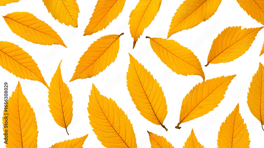 Obraz premium Golden autumn leaves scattered isolated on white background