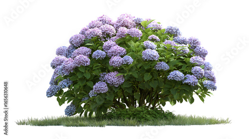  vibrant hydrangea bush with lush purple and blue blooms isolated on white background