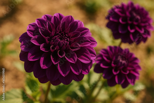 Deep purple dahlia flowers in full bloom with lush green leaves and soft sunlight highlighting detailed natural petal texture