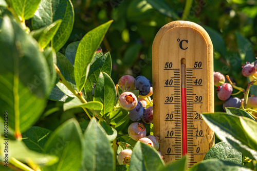 Tableau sur toile Bushes with ripe berries, in the hot sun, measuring the temperature in the garde