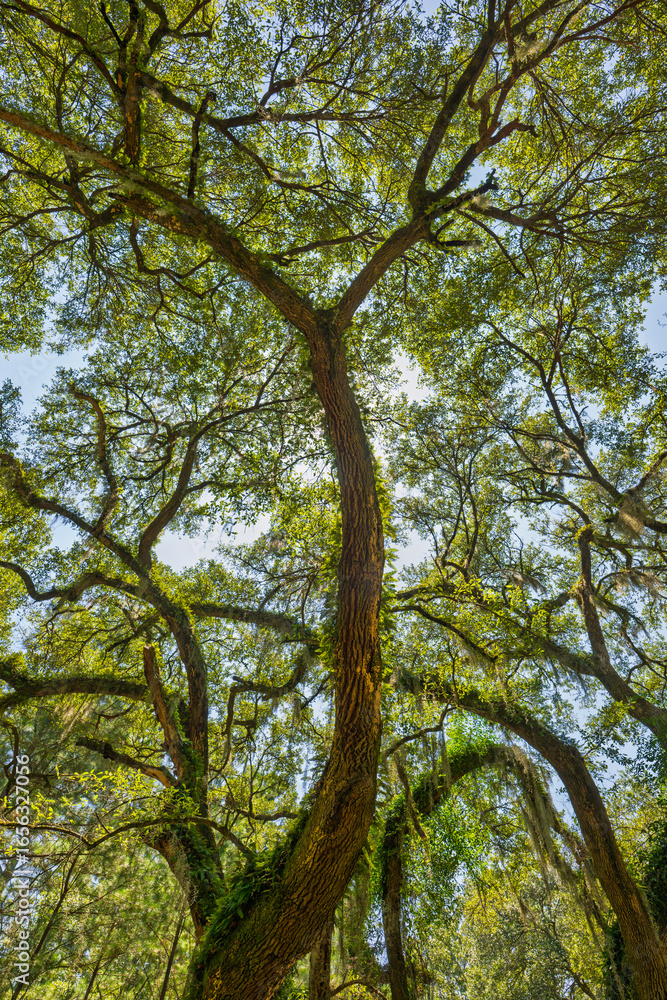 Fototapeta premium Sunlight filters through a vibrant canopy of green trees in a serene natural landscape