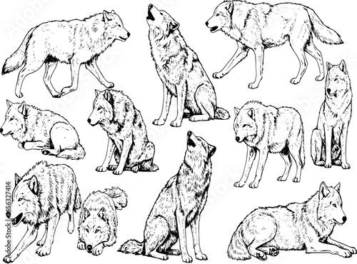 set of wolves vector

