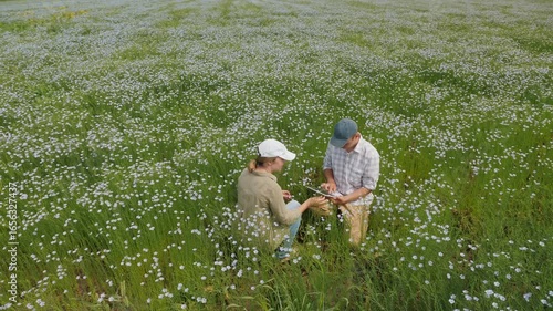 A couple of farmers work with a digital tablet in a blooming flax field, inspect the ripening of flax seeds