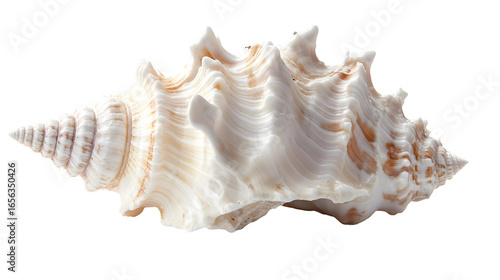 sea shells png