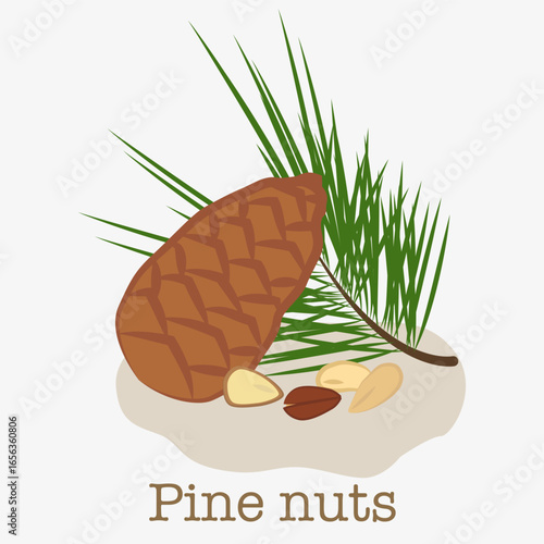Pine nuts and pine cone. Illustration of pine nuts, pine cones and twigs with needles.