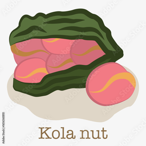 Illustration of a kola nut. Illustration of a tropical fruit in a green shell with pink seeds inside.