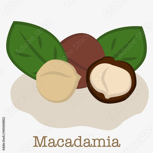 Illustration of macadamia nut. Illustration of macadamia nut a tropical fruit with a hard brown shell.