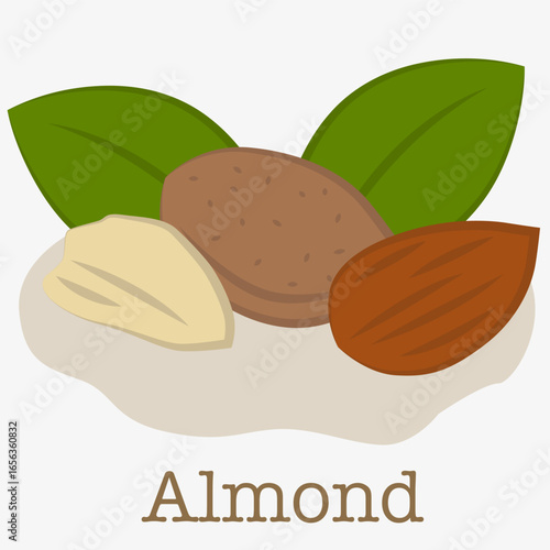 Illustration of almonds. Illustration of almonds, a popular nut with a brown skin and a light kernel.