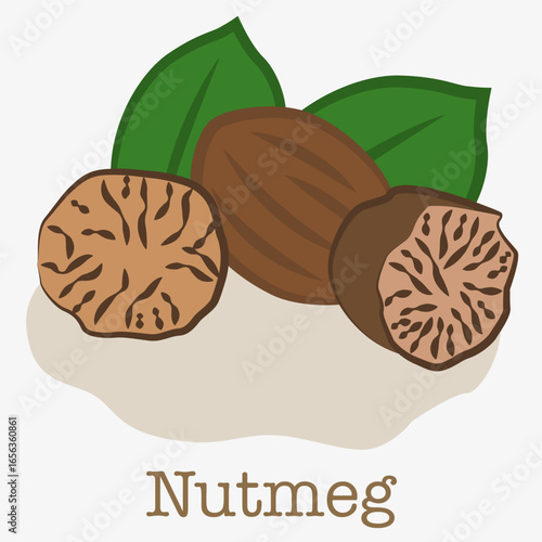 Illustration of nutmeg. Illustration of an aromatic spice from the tropics used in cooking.