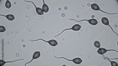 Detailed Microscopic View of Human Sperm Cells in Clear Fluid for Scientific Research and Medical Education Spermatozoa Morphology Human Fertility Biology Reproduction