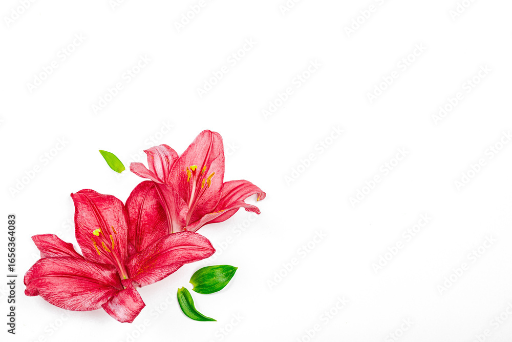 Fototapeta premium Pink lily flowers and green leaves isolated on white background. Minimal floral composition
