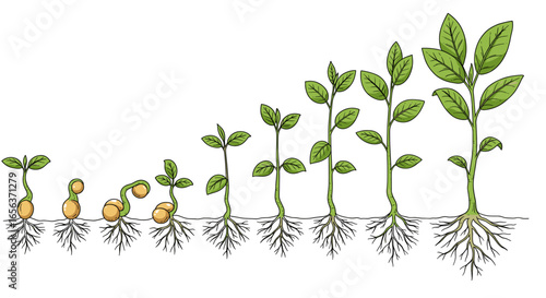 Understanding plant growth stages a visual guide to seed germination and seedling development process diagram -