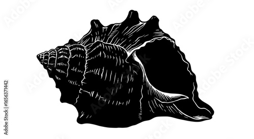 Black and white vector illustration of a conch shell sea shell marine life ocean beach nautical drawing art -