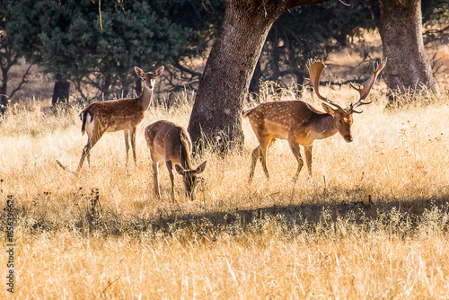 Deer grazing in a pasture