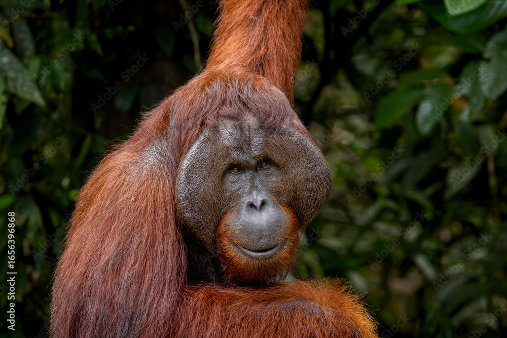 Fototapeta premium Male Bornean orangutan