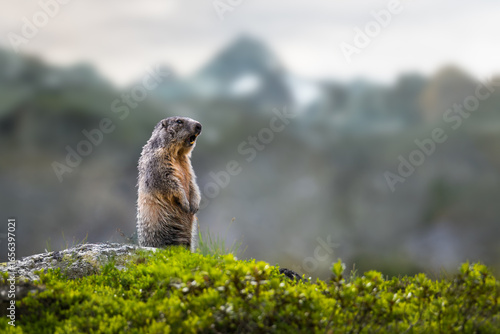 Quadro em tela Alpine marmot (Marmota marmota), ground-dwelling squirrel with Grossglockner mountain in background