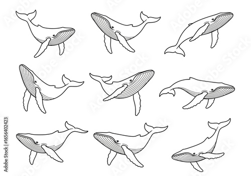 A collection of nine line art illustrations of humpback whales in various swimming poses, isolated on a white background.