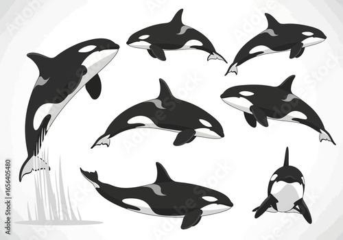 Illustration of seven orca whales in various poses, showcasing their distinctive black and white markings against a white background.