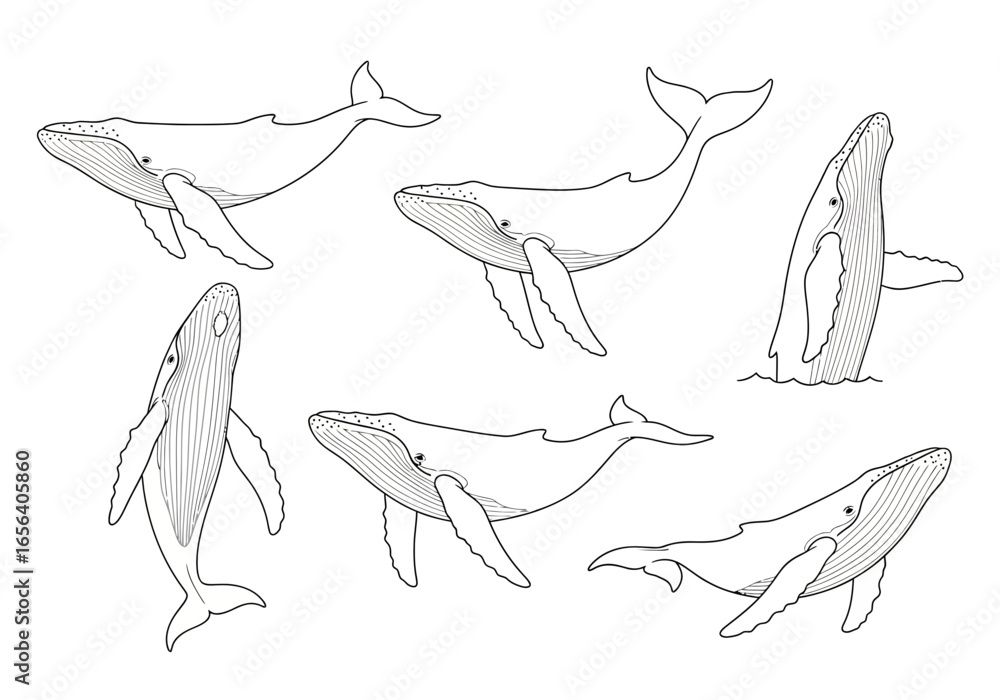 Obraz premium A set of six line art illustrations of humpback whales in various poses, including swimming and breaching.