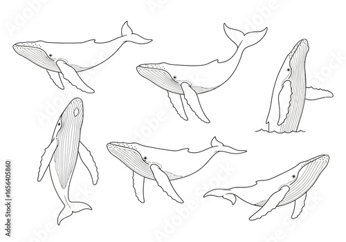 A set of six line art illustrations of humpback whales in various poses, including swimming and breaching.