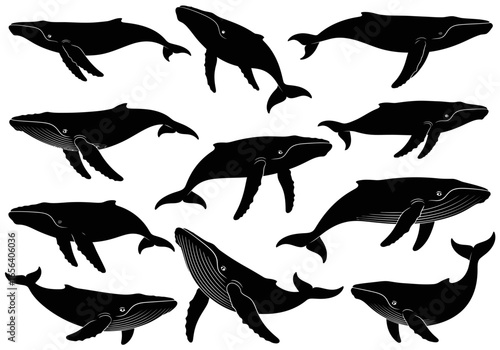 A collection of eleven black silhouette illustrations of humpback whales in various swimming positions against a white background.