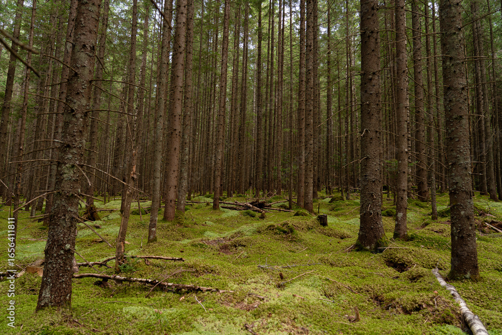 Obraz premium Lush green forest with tall trees and mossy ground in a tranquil woodland setting during daylight hours. Gorgany range. Hiking in Carpathian Mountains, Ukraine