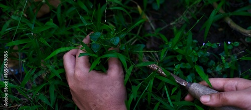 Hand holding the green grass
