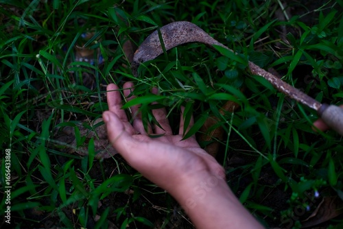 Hand holding a grass